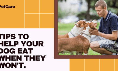 what can you do if your dog won't eat?